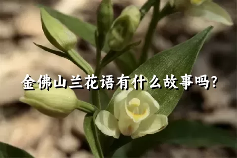 金佛山兰花语有什么故事吗？