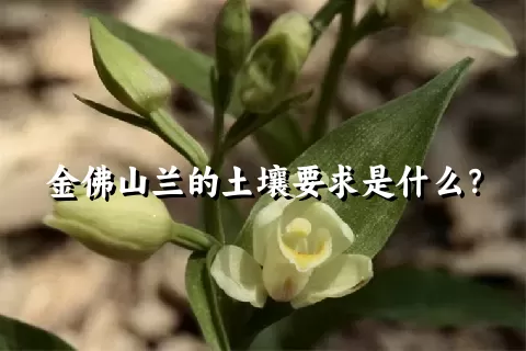 金佛山兰的土壤要求是什么？