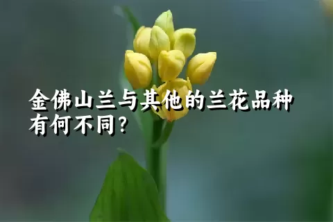 金佛山兰与其他的兰花品种有何不同？