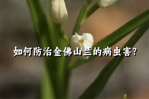 如何防治金佛山兰的病虫害？