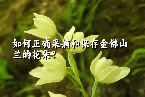 如何正确采摘和保存金佛山兰的花朵？