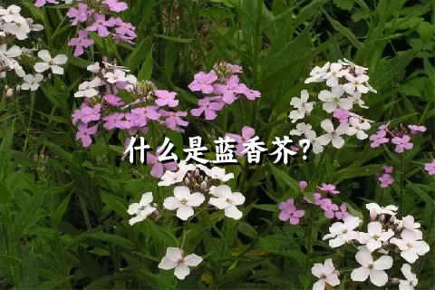 什么是蓝香芥？