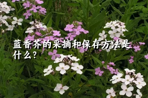 蓝香芥的采摘和保存方法是什么？