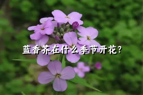 蓝香芥在什么季节开花？