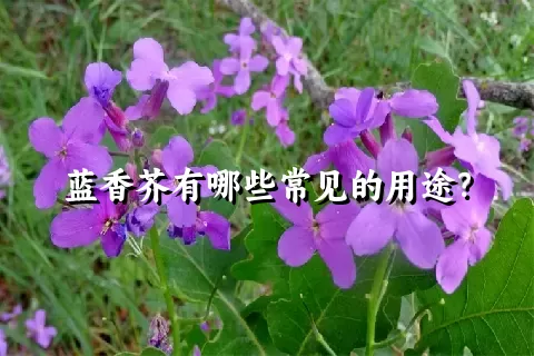 蓝香芥有哪些常见的用途？