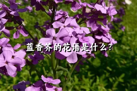 蓝香芥的花语是什么？