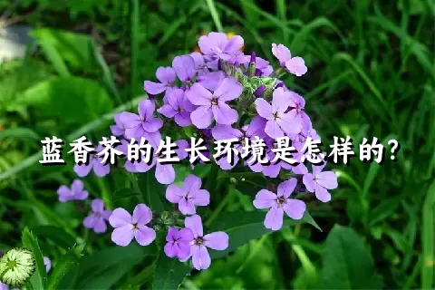 蓝香芥的生长环境是怎样的？