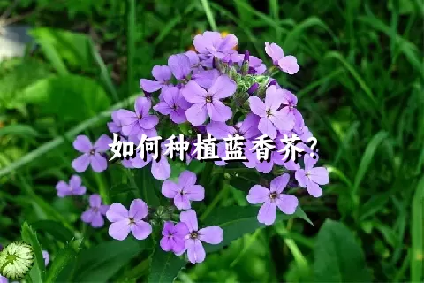 如何种植蓝香芥？