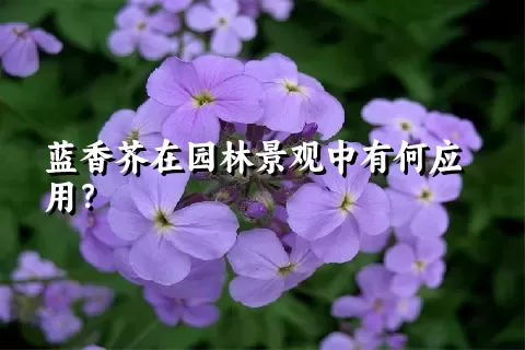 蓝香芥在园林景观中有何应用？