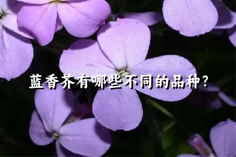 蓝香芥有哪些不同的品种？