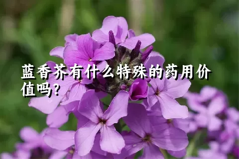 蓝香芥有什么特殊的药用价值吗？