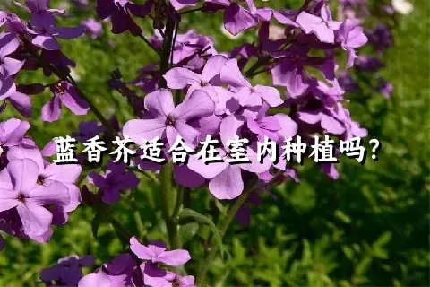 蓝香芥适合在室内种植吗？