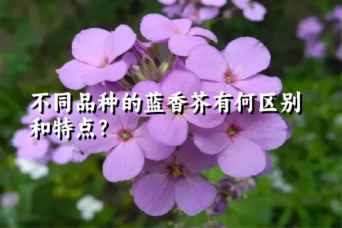 不同品种的蓝香芥有何区别和特点？