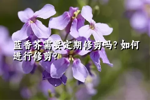 蓝香芥需要定期修剪吗？如何进行修剪？