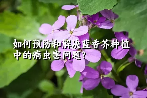 如何预防和解决蓝香芥种植中的病虫害问题？