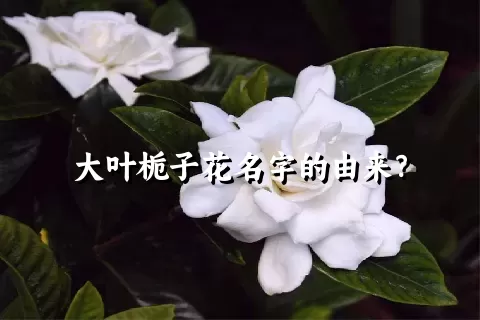 大叶栀子花名字的由来？