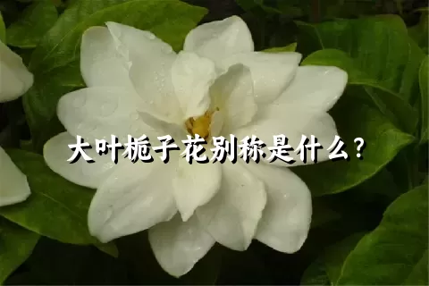 大叶栀子花别称是什么？