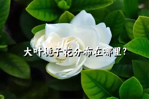 大叶栀子花分布在哪里?