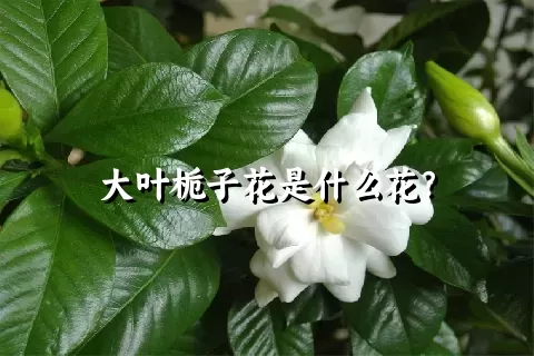 大叶栀子花是什么花？