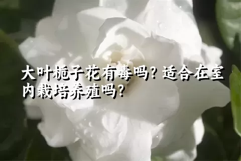 大叶栀子花有毒吗？适合在室内栽培养殖吗？