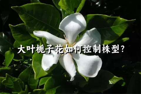 大叶栀子花如何控制株型？