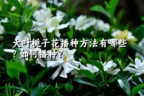 大叶栀子花播种方法有哪些？如何播种？