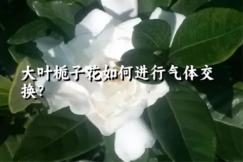 大叶栀子花如何进行气体交换？