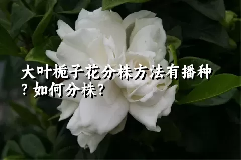 大叶栀子花分株方法有播种？如何分株？