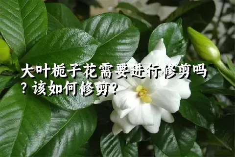 大叶栀子花需要进行修剪吗？该如何修剪？