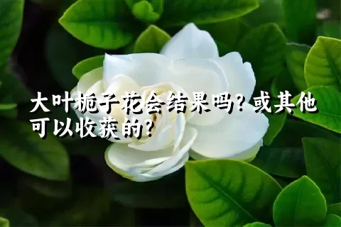 大叶栀子花会结果吗？或其他可以收获的？