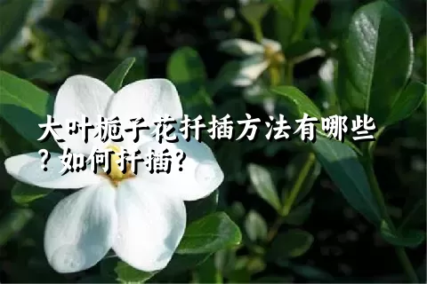 大叶栀子花扦插方法有哪些？如何扦插？