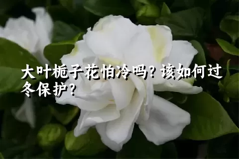 大叶栀子花怕冷吗？该如何过冬保护？