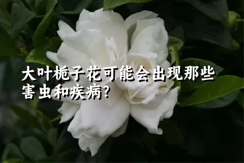 大叶栀子花可能会出现那些害虫和疾病？