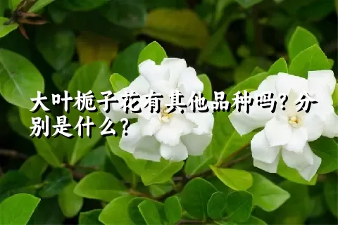 大叶栀子花有其他品种吗？分别是什么？