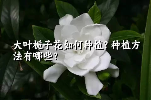 大叶栀子花如何种植？种植方法有哪些？