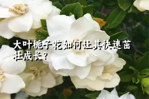 大叶栀子花如何让其快速茁壮成长？