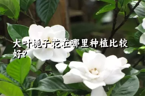 大叶栀子花在哪里种植比较好？