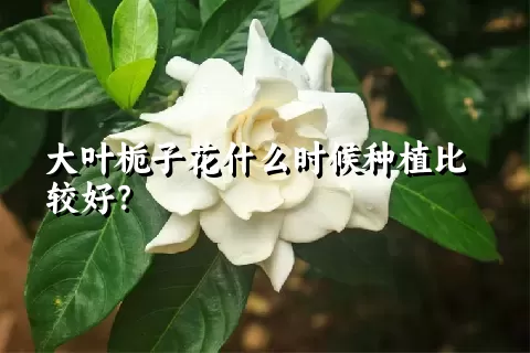 大叶栀子花什么时候种植比较好？