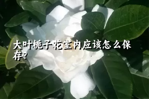 大叶栀子花室内应该怎么保存？