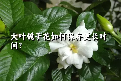 大叶栀子花如何保存更长时间？