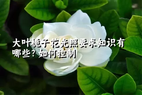 大叶栀子花光照要求知识有哪些？如何控制