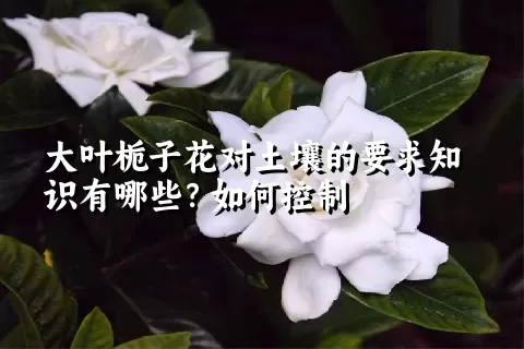 大叶栀子花对土壤的要求知识有哪些？如何控制