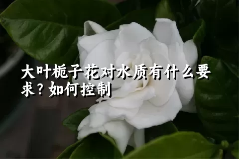 大叶栀子花对水质有什么要求？如何控制