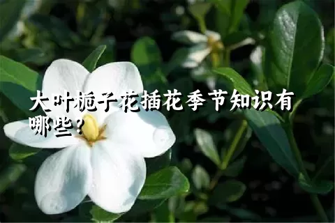 大叶栀子花插花季节知识有哪些？