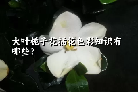 大叶栀子花插花色彩知识有哪些？