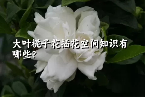 大叶栀子花插花空间知识有哪些？