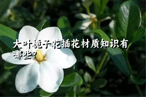 大叶栀子花插花材质知识有哪些？