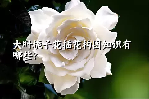 大叶栀子花插花构图知识有哪些？