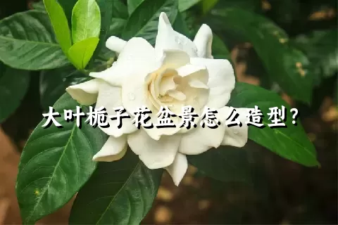 大叶栀子花盆景怎么造型？