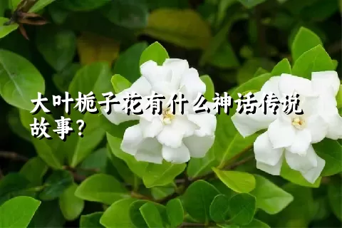 大叶栀子花有什么神话传说故事？